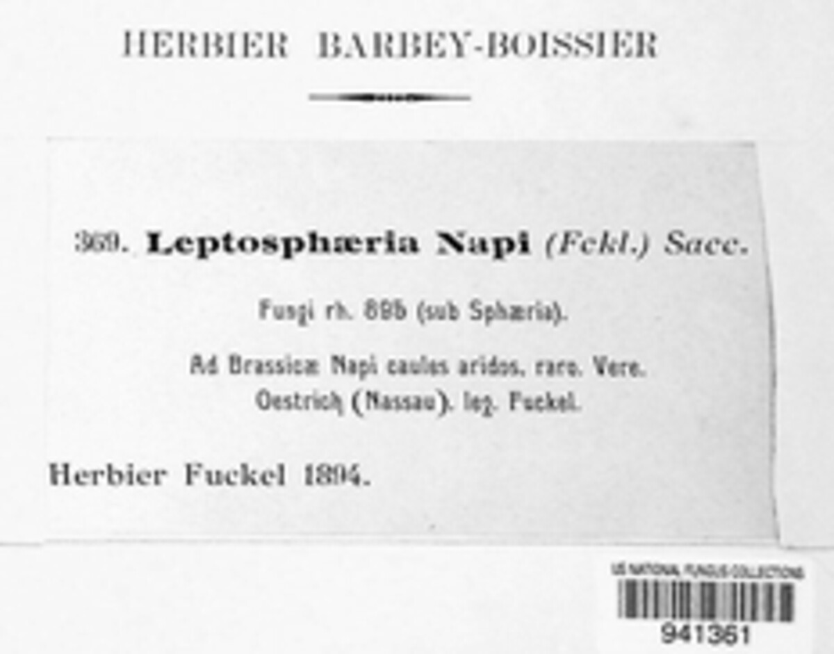 Leptosphaeria napi image
